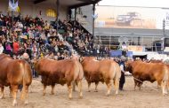 Limousin llega a la Expo Rural 2019, con animales de pedigree de Córdoba y Buenos Aires