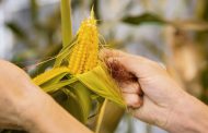 BASF lanza sus nuevas semillas de maíz de alto rendimiento y estabilidad