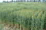 AgriRed comienza a operar desde junio en el mercado brasilero bajo el nombre de “AgriAcordo”