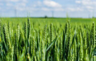 Lanzan Calculadora de Huella de Carbono para el cultivo de Trigo