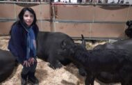 Bienvenida Elisir Giuseppina, la búfala que nació en la Expo Rural 2022