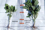 Corteva AgriscienceTM lanza al mercado un nuevo producto para controlar Conyza en soja: Elevore.