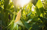 El maíz es un cultivo clave para la seguridad alimentaria y la bioenergía