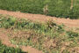 ¿Cómo optimizar los recursos para el cultivo de soja?