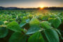 Un herbicida que ofrece los beneficios de la combinación más inteligente de activos