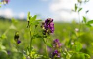 Cómo aumentar el rendimiento en alfalfa