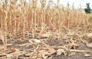 Sedeclaró el estado de Emergencia y/o Desastre Agropecuario por sequía para 33 municipios bonaerenses