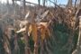 El maíz tardío pisa fuerte en el Sur de Buenos Aires