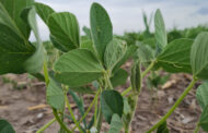 Ensayos muestran que la bioestimulación en el cultivo de soja permite aumentar hasta mas de 500 kilos/hectárea