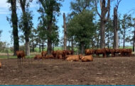 Mortandad en bovinos, equinos y ovinos asociada al consumo de alfalfa infestada con el escarabajo “7 de oro” 