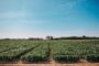 Arrancó el Simposio FERTILIDAD 2023 para “hacer la mejor agronomía posible”