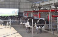 Proyecto Conector: Vacas libres y voluntarias en el ordeñe, en un tambo que se controla hasta con un celular