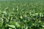 Fierce RM, el herbicida más equilibrado del mercado