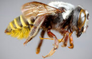 Cuatro nuevas especies de abejas en la Argentina