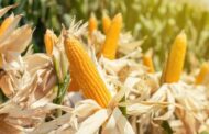 Ensayos de maíz tardío y de 2da en el Sur de Buenos Aires: ¿cuál fue el híbrido ganador?