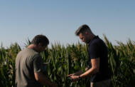 Fitotoxicidad: cómo recuperar el maíz