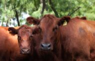 La Argentina vuelve a exportar embriones bovinos 