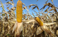 Cosechando saberes: híbridos, manejo y ecofisiología de maíz,  en el sur bonaerense