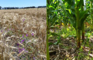 “Sembrar sinergias”: experiencias de intersiembra de cultivos de granos y de servicios