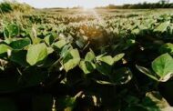 Agro sustentable: en Brasil se podrá conocer la trazabilidad de la soja destinada a biocombustibles