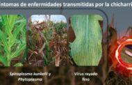 BIOTROP Argentina anuncia la aprobación de BIOKATO: Innovación en bioinsecticidas para el Control de la Chicharrita de Maíz