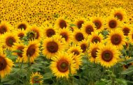 Cae la expectativa de producción mundial de girasol