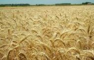 TRIGO: aumentos en insumos y su impacto en los costos proyectados