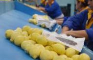 Anunciaron el primer embarque de limones a Estados Unidos