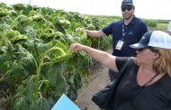 Nuevos híbridos de girasol y tecnologías para soja y maíz