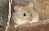 Nuevas estrategias para la prevención y control de roedores en zonas rurales
