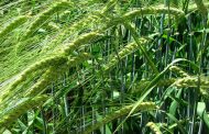 Crece el protagonismo de la cebada