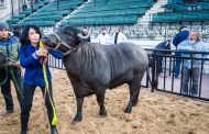 Volvieron los Búfalos a la Exposición Rural