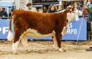 Veredictos Raza Hereford y Polled Hereford