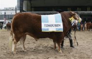 Limousin estará  con animales de pedigree y novillos en concurso