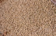 Se comprobó a escala industrial  el uso eficiente de pellets para el secado de yerba