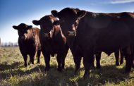 La Argentina exportará semen bovino y bubalino congelado a Pakistán