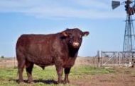 Argentina abre el mercado de semen, embriones y reproductores bovinos a Marruecos