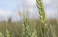 Un trigo a la medida de Córdoba