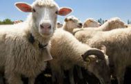 Regularización de stock ovino y caprino