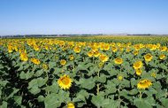 Aumentó un 15% la superficie sembrada de girasol en el sudoeste de la Provincia