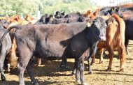 Destacan recuperación de stock bovino y crecimiento de las exportaciones en la Provincia