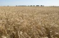Brasil importaría 5,5 millones de toneladas de trigo en 2020