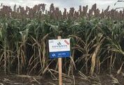 Un nuevo hito para el sorgo