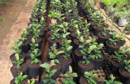 En marcha, el primer vivero en implementar el Manual de propagación vegetativa de plantines