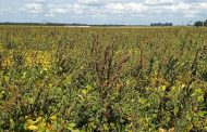 ¿Las malezas siguen ganando terreno?