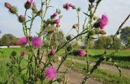 NUEVA ALERTA ROJA: resistencia múltiple a glifosato y 2,4-D en cardo chileno (Carduus acanthoides L.)