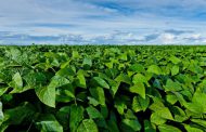 Innovación para el productor: nueva tecnología para controlar enfermedades en soja