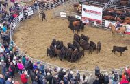 La ganadría en Agroactiva