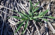 Alerta roja: se confirmó la resistencia múltiple en Pata de gallina a glifosato y haloxifop
