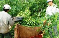 Covid2019 –Recomendaciones para la cosecha, acopio y secanza de yerba mate